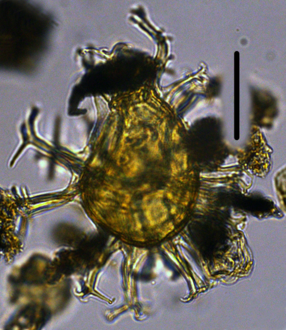 Spiniferella crouchiae Sco27X30321901040 40x.jpg